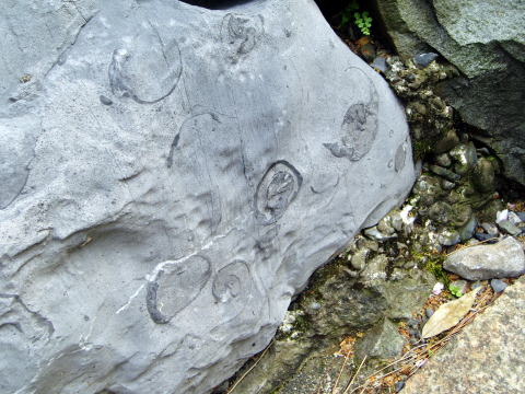 大垣城の化石
